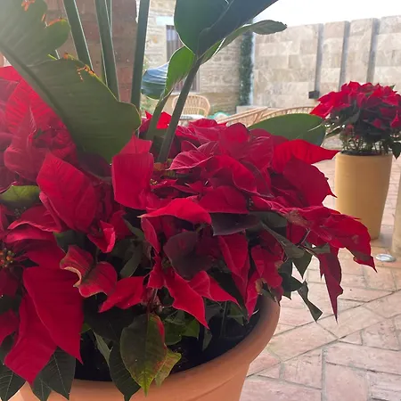 Corazon 23 コルドバ