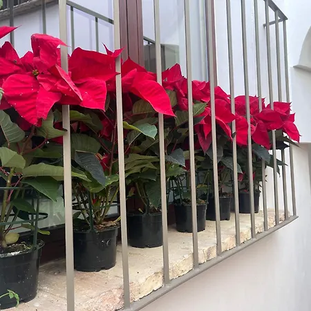 Corazon 23 * コルドバ